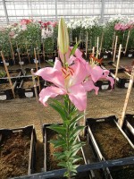 [4489 PO77 Alonso No01.JPG]